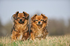 Tibet Spaniel