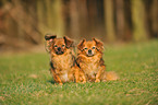 Tibet Spaniel