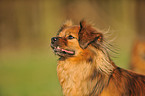 Tibet Spaniel Portrait