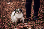 Tibet Spaniel