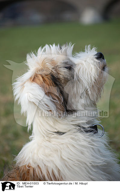 Tibet Terrier / MEH-01003