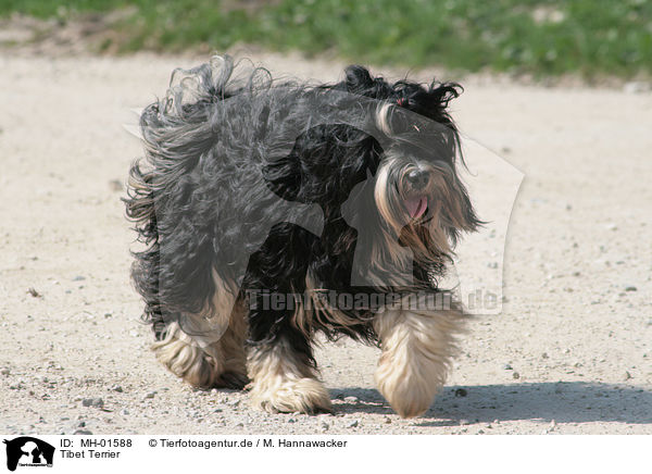 Tibet Terrier / MH-01588