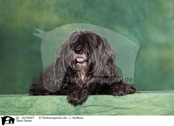 Tibet-Terrier / Tibetan Terrier / JH-09927