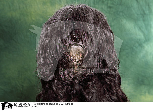 Tibet-Terrier Portrait / Tibetan Terrier Portrait / JH-09930