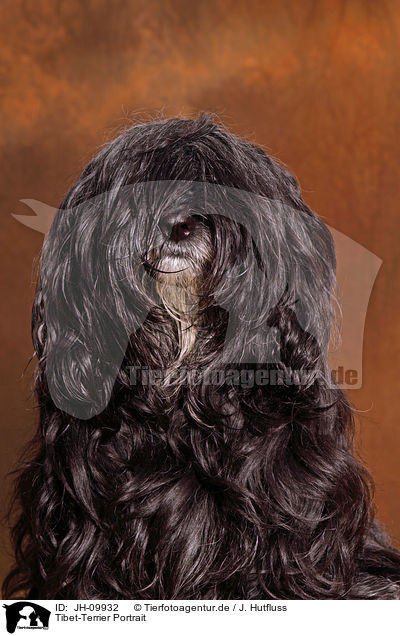 Tibet-Terrier Portrait / Tibetan Terrier Portrait / JH-09932