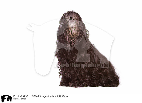 Tibet-Terrier / Tibetan Terrier / JH-09938