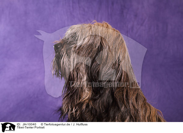 Tibet-Terrier Portrait / JH-10040