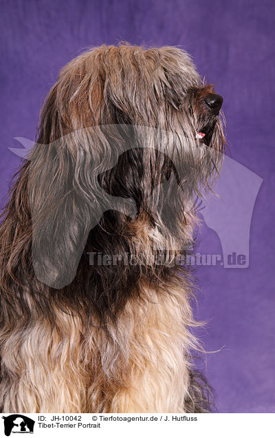 Tibet-Terrier Portrait / Tibetan Terrier Portrait / JH-10042