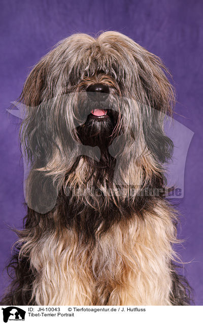 Tibet-Terrier Portrait / Tibetan Terrier Portrait / JH-10043