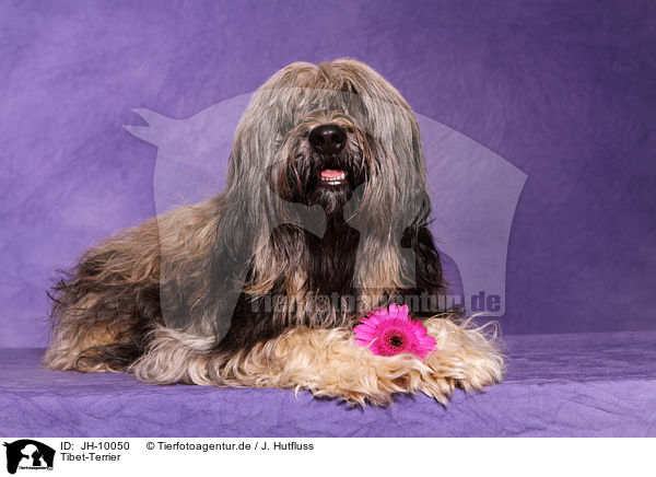 Tibet-Terrier / Tibetan Terrier / JH-10050