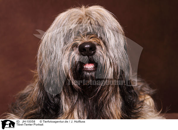 Tibet-Terrier Portrait / Tibetan Terrier Portrait / JH-10058