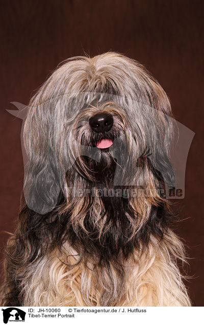 Tibet-Terrier Portrait / JH-10060