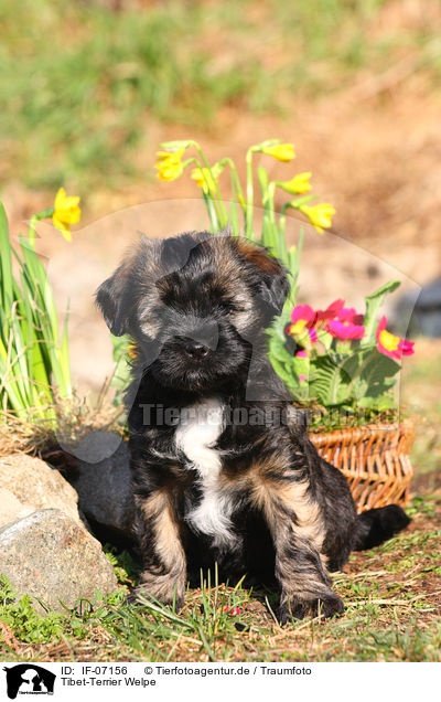 Tibet-Terrier Welpe / IF-07156