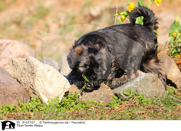 Tibet-Terrier Welpe / IF-07157