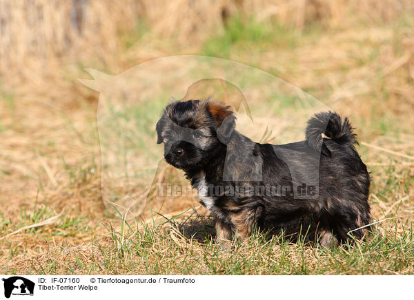 Tibet-Terrier Welpe / IF-07160