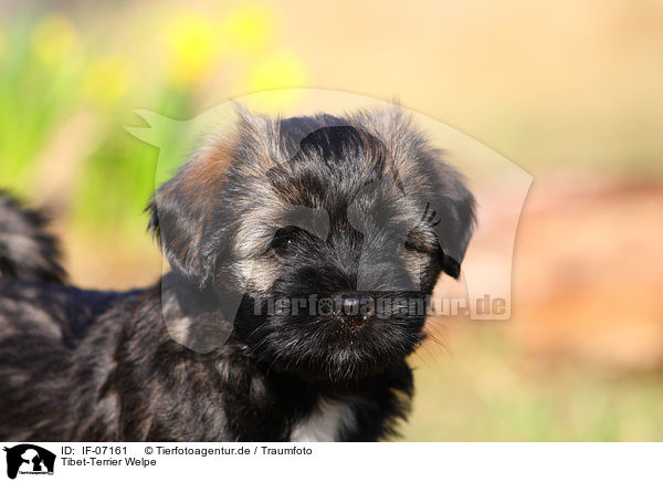 Tibet-Terrier Welpe / IF-07161