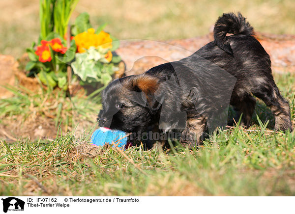 Tibet-Terrier Welpe / IF-07162