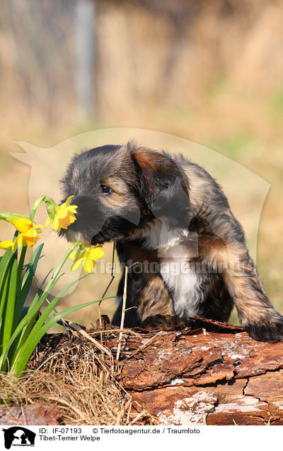 Tibet-Terrier Welpe / IF-07193