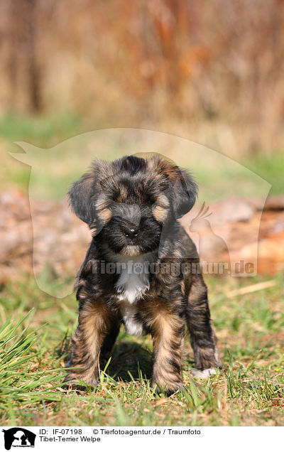 Tibet-Terrier Welpe / IF-07198