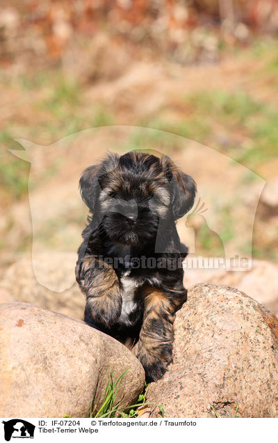Tibet-Terrier Welpe / IF-07204