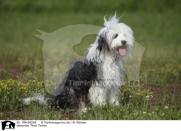 sitzender Tibet Terrier / sitting Tibetan Terrier / RR-36206