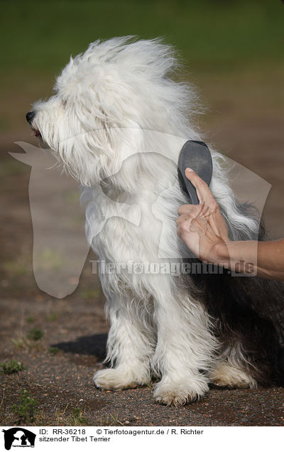 sitzender Tibet Terrier / sitting Tibetan Terrier / RR-36218