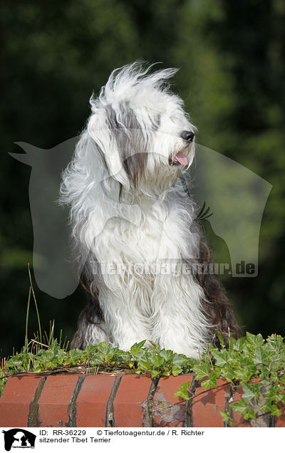 sitzender Tibet Terrier / sitting Tibetan Terrier / RR-36229