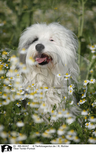 Tibet Terrier Portrait / RR-36247