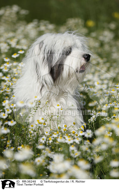 Tibet Terrier Portrait / RR-36248