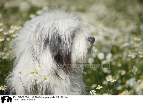 Tibet Terrier Portrait / RR-36254