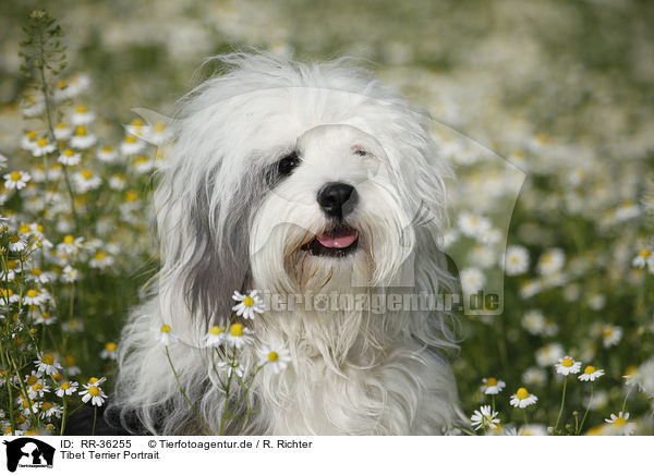 Tibet Terrier Portrait / RR-36255