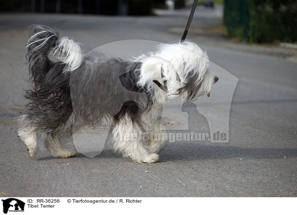 Tibet Terrier / Tibetan Terrier / RR-36256