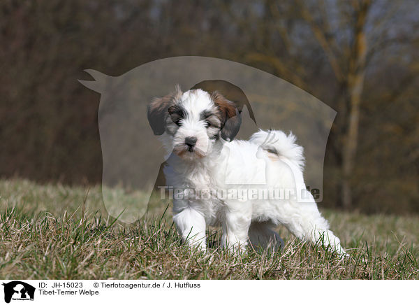 Tibet-Terrier Welpe / JH-15023