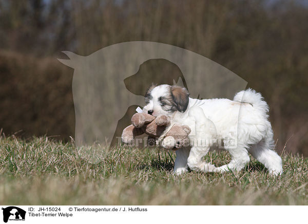 Tibet-Terrier Welpe / Tibet-Terrier Puppy / JH-15024