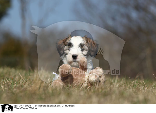 Tibet-Terrier Welpe / Tibet-Terrier Puppy / JH-15025
