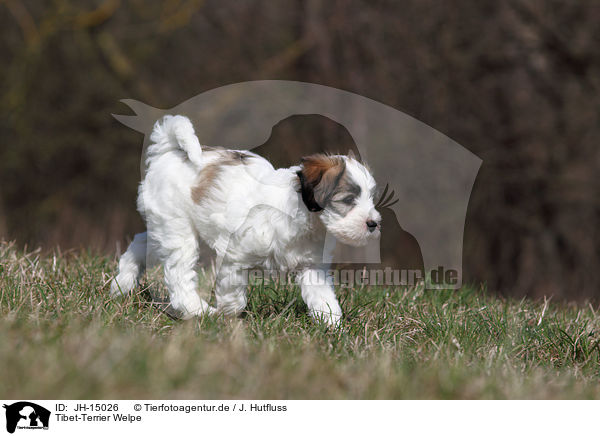 Tibet-Terrier Welpe / JH-15026