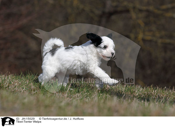 Tibet-Terrier Welpe / JH-15029