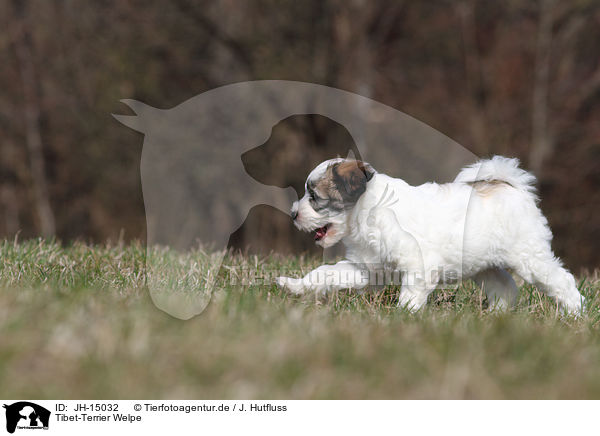 Tibet-Terrier Welpe / JH-15032