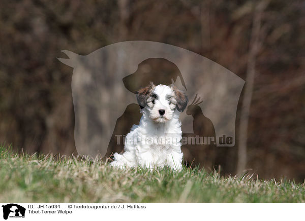 Tibet-Terrier Welpe / JH-15034