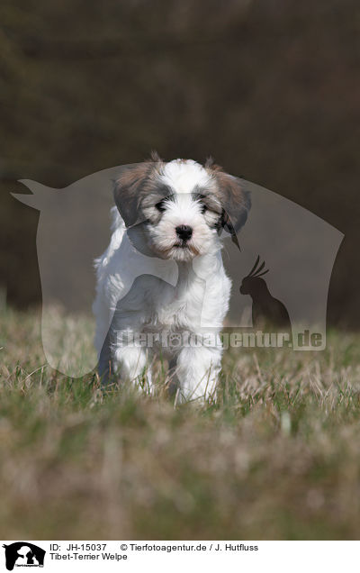 Tibet-Terrier Welpe / Tibet-Terrier Puppy / JH-15037