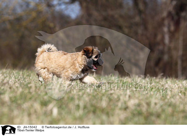 Tibet-Terrier Welpe / Tibet-Terrier Puppy / JH-15042