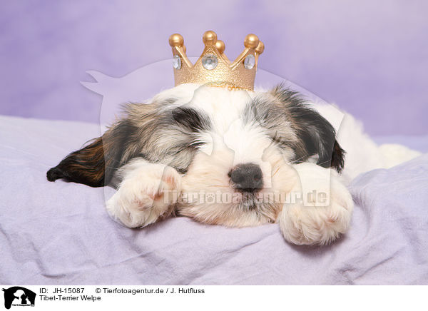 Tibet-Terrier Welpe / JH-15087