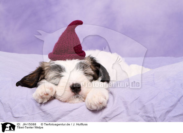 Tibet-Terrier Welpe / JH-15088