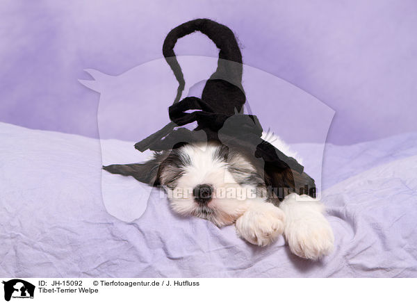 Tibet-Terrier Welpe / JH-15092