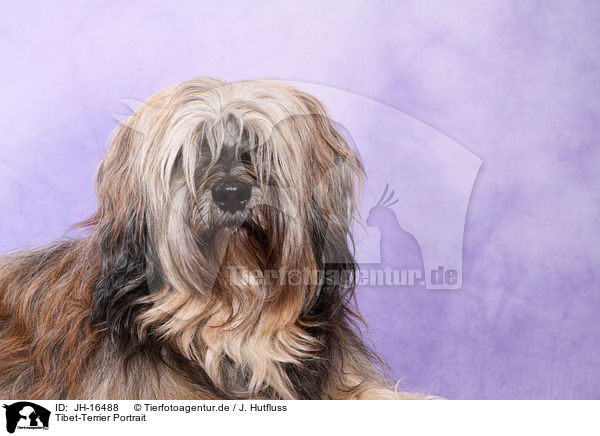 Tibet-Terrier Portrait / Tibetan Terrier Portrait / JH-16488