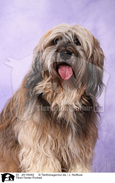 Tibet-Terrier Portrait / Tibetan Terrier Portrait / JH-16492