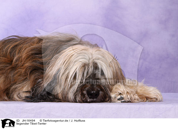 liegender Tibet-Terrier / lying Tibetan Terrier / JH-16494