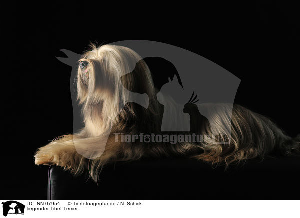 liegender Tibet-Terrier / NN-07954