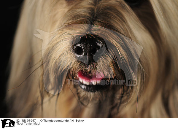 Tibet-Terrier Maul / Tibetan Terrier mouth / NN-07957