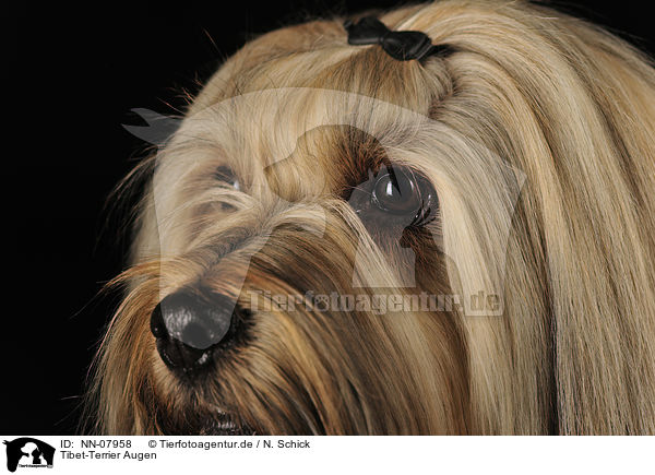 Tibet-Terrier Augen / Tibetan Terrier eyes / NN-07958